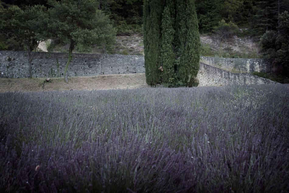 provence lavender