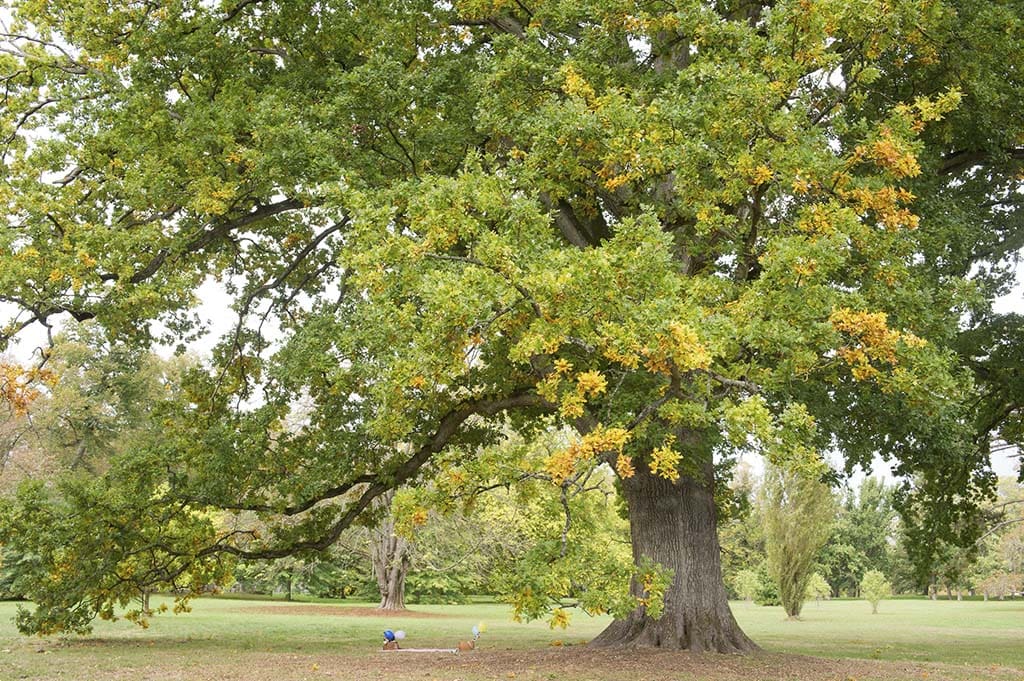 versailles oak tree